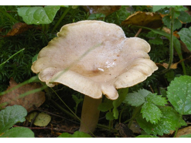Мицелий Млечника жгуче-млечного / Млечник садовый (Lactarius pyrogalus)